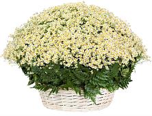Цветочная композиция из Ромашки в корзине #REPLACE_PRED# Горноправдинск